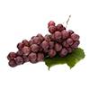 REZVERATROL